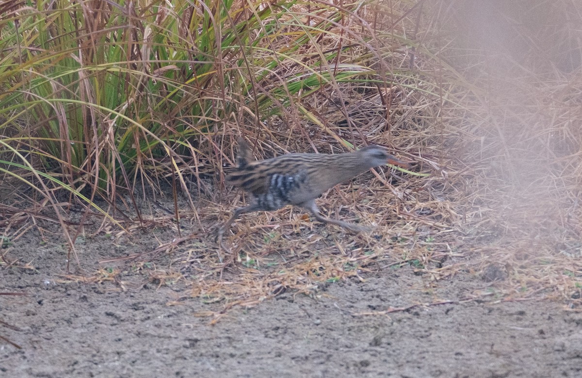 Brown-cheeked Rail - ML646839390