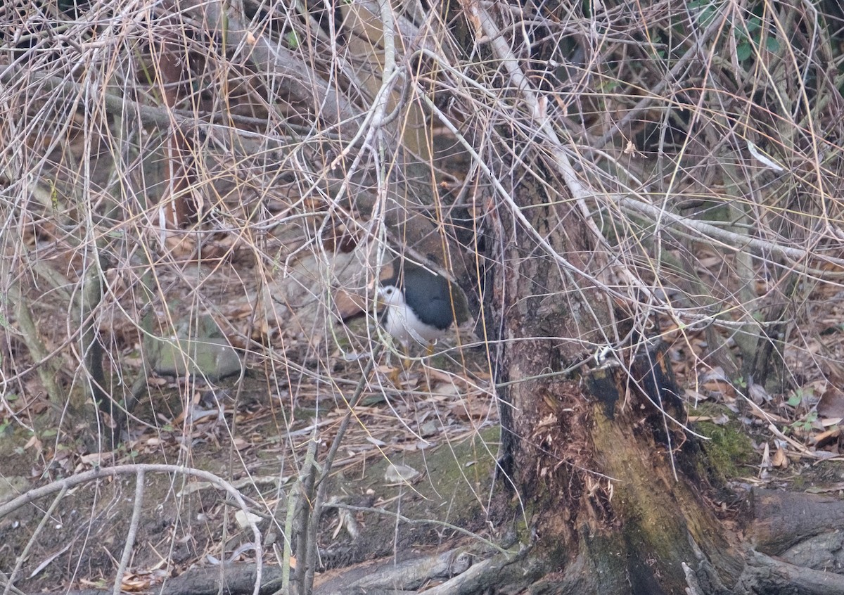 White-breasted Waterhen - ML646839394