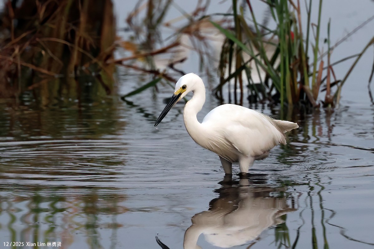 volavka stříbřitá - ML646839399