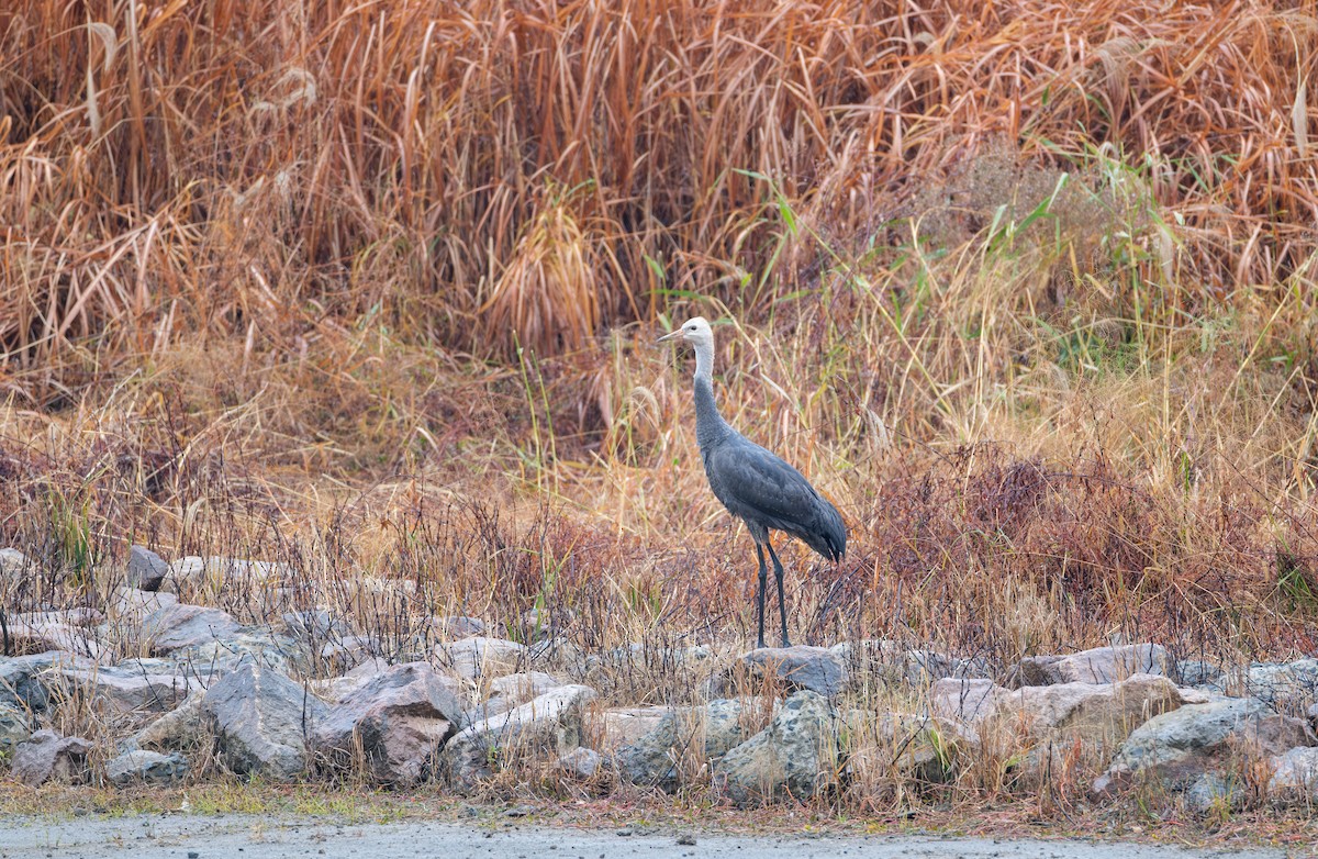 Hooded Crane - ML646839400