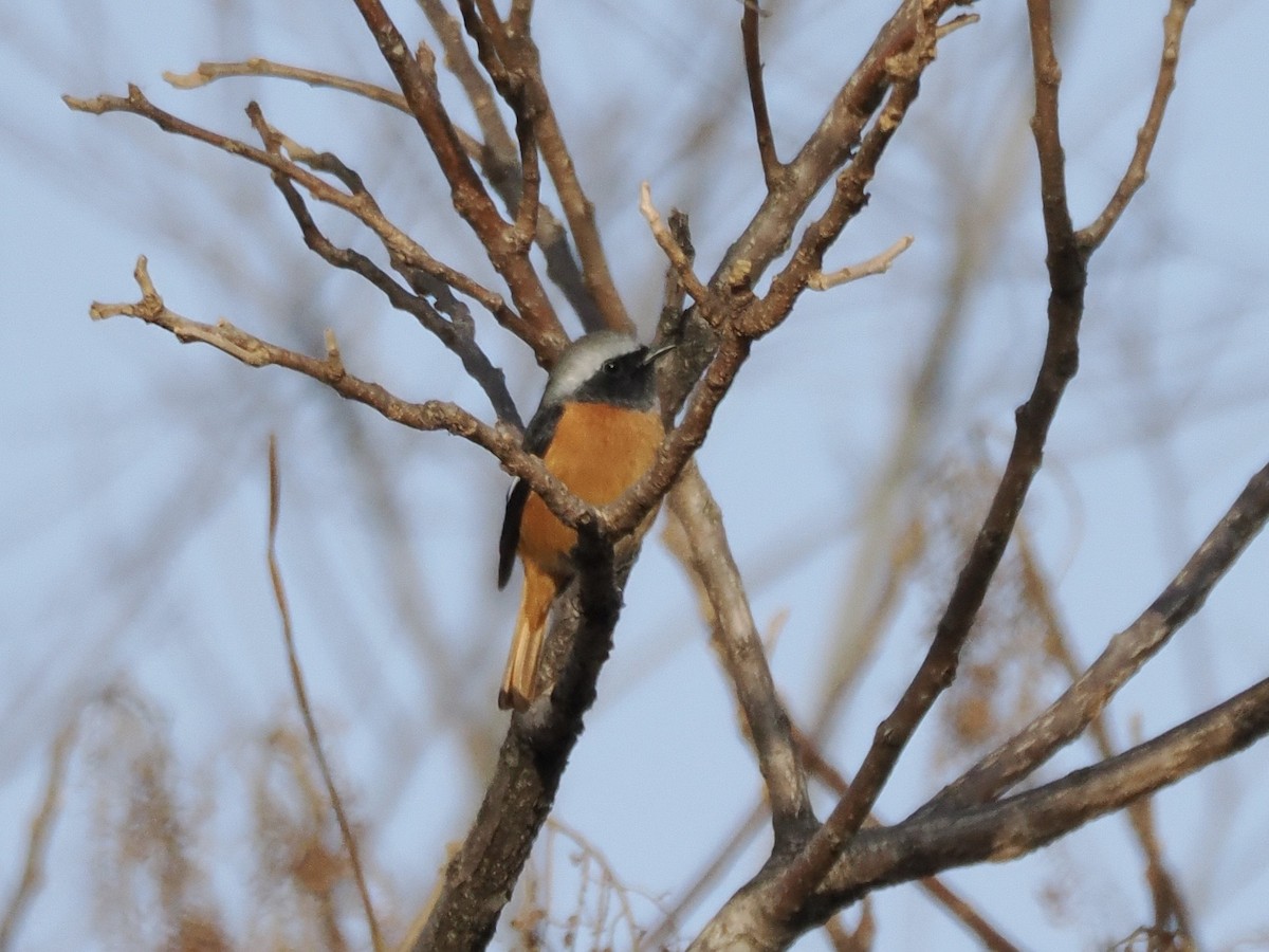Daurian Redstart - ML646839401