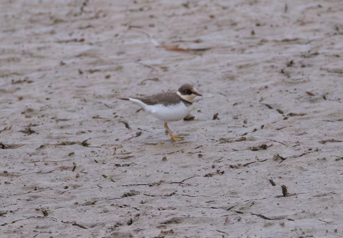 Little Ringed Plover - ML646839402