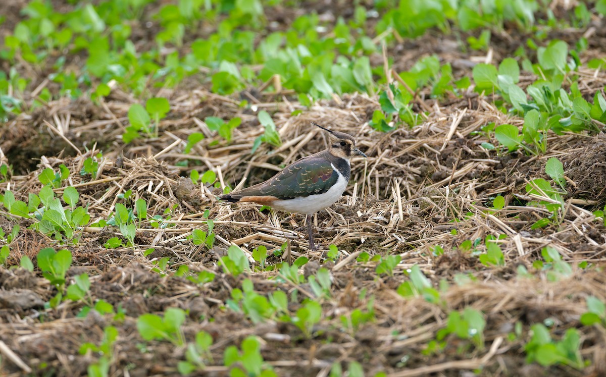 Northern Lapwing - ML646839403