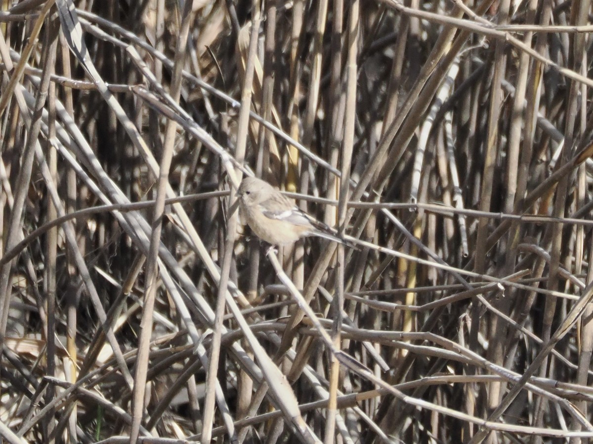 Long-tailed Rosefinch - ML646839407