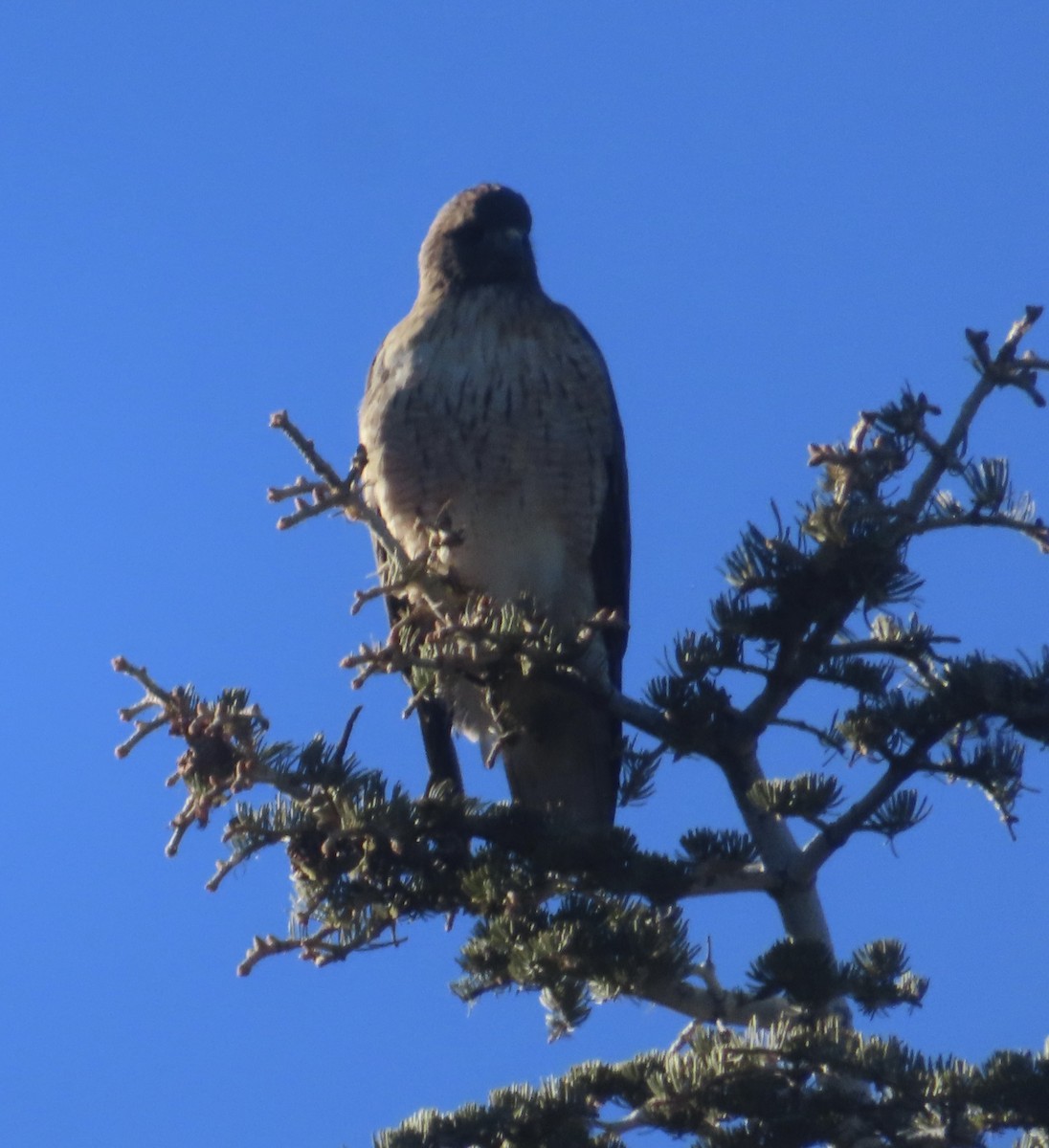 Red-tailed Hawk - ML646839408