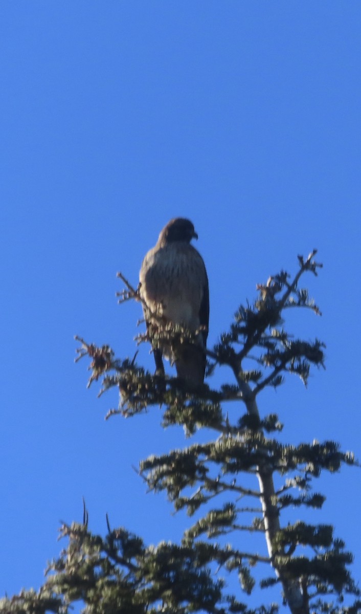 Red-tailed Hawk - ML646839409