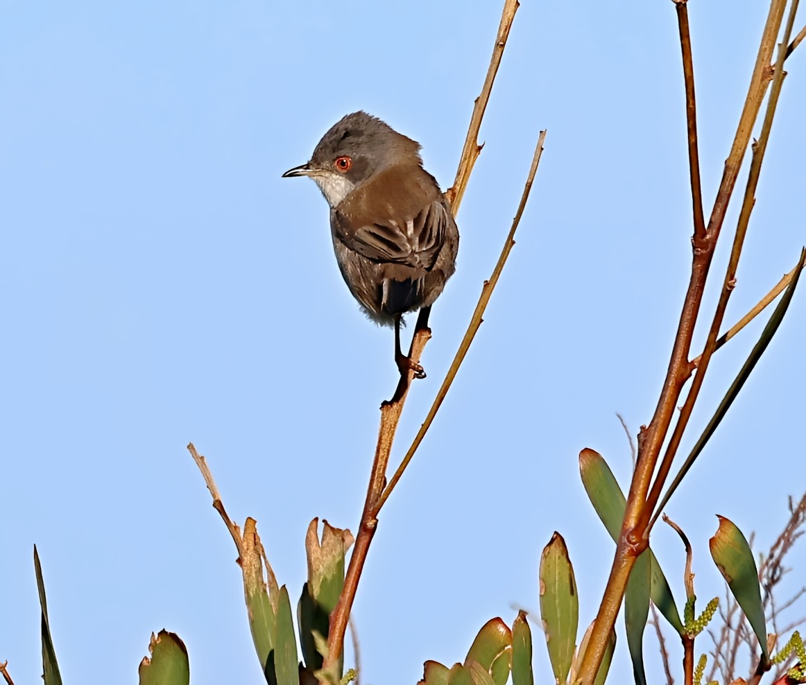 Sardinian Warbler - ML646839410