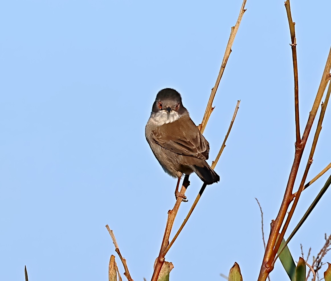 Sardinian Warbler - ML646839411