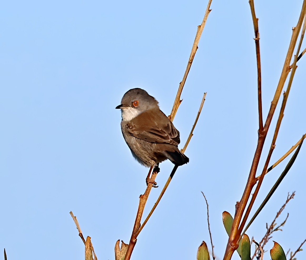 Sardinian Warbler - ML646839412