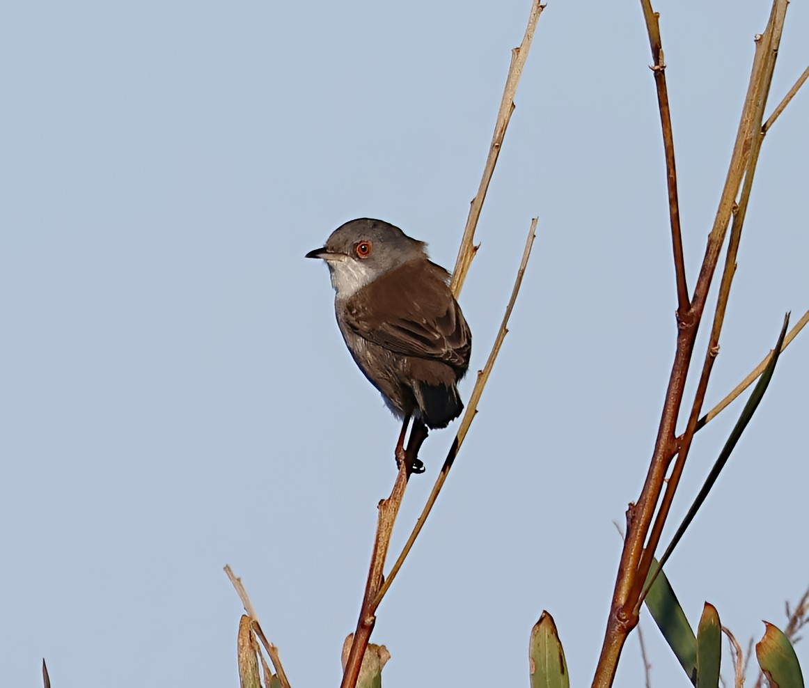 Sardinian Warbler - ML646839413