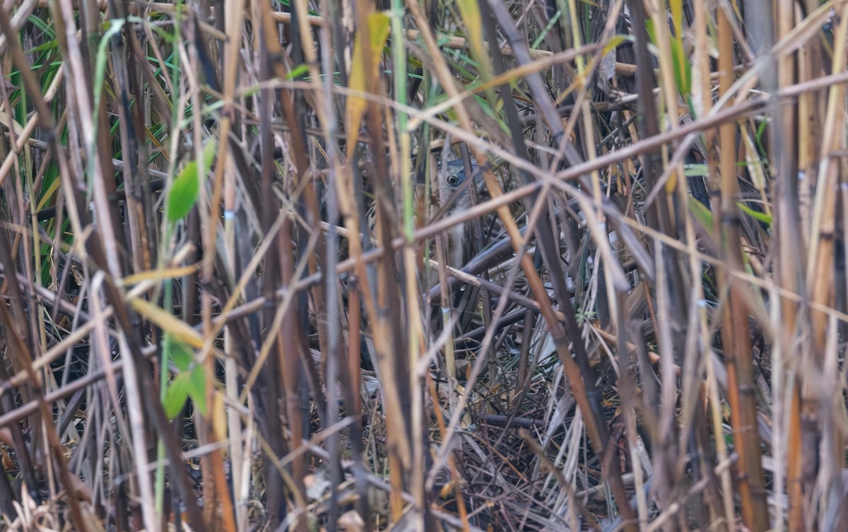 Eurasian Bittern - ML646839414