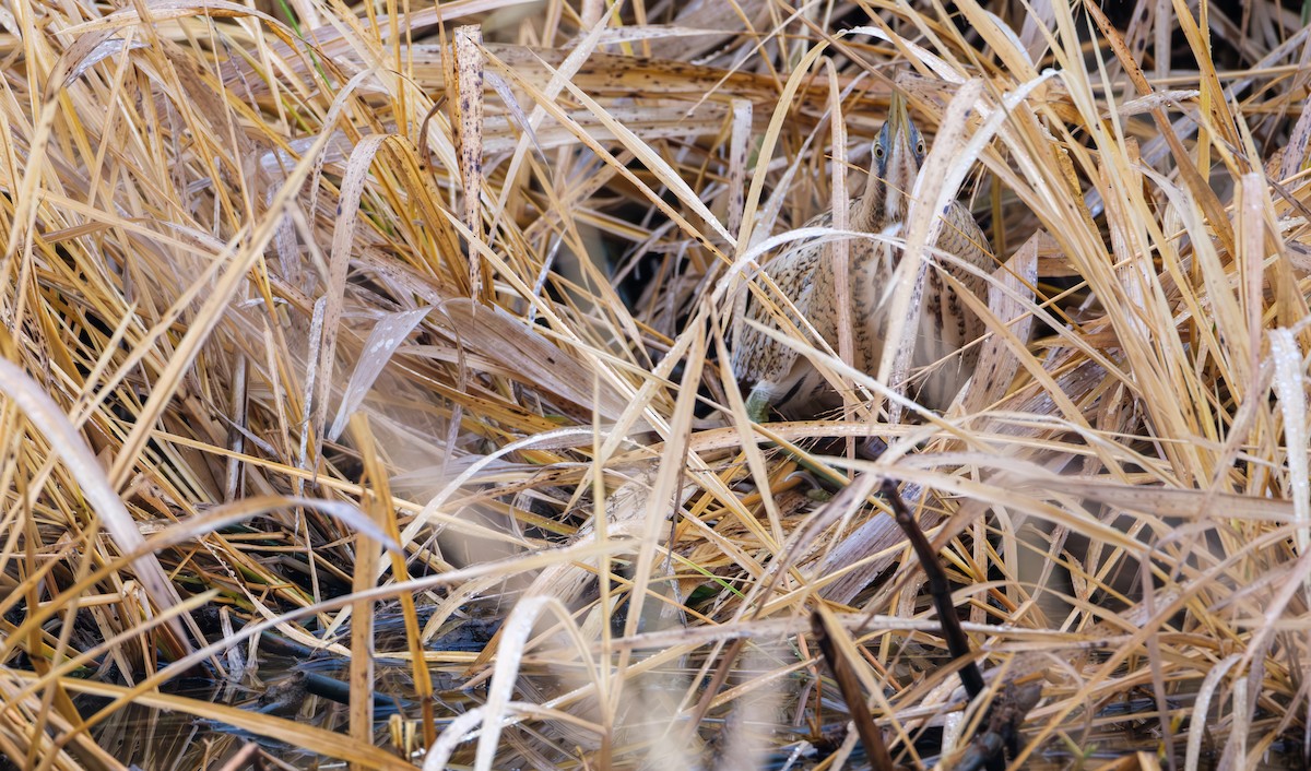 Eurasian Bittern - ML646839415