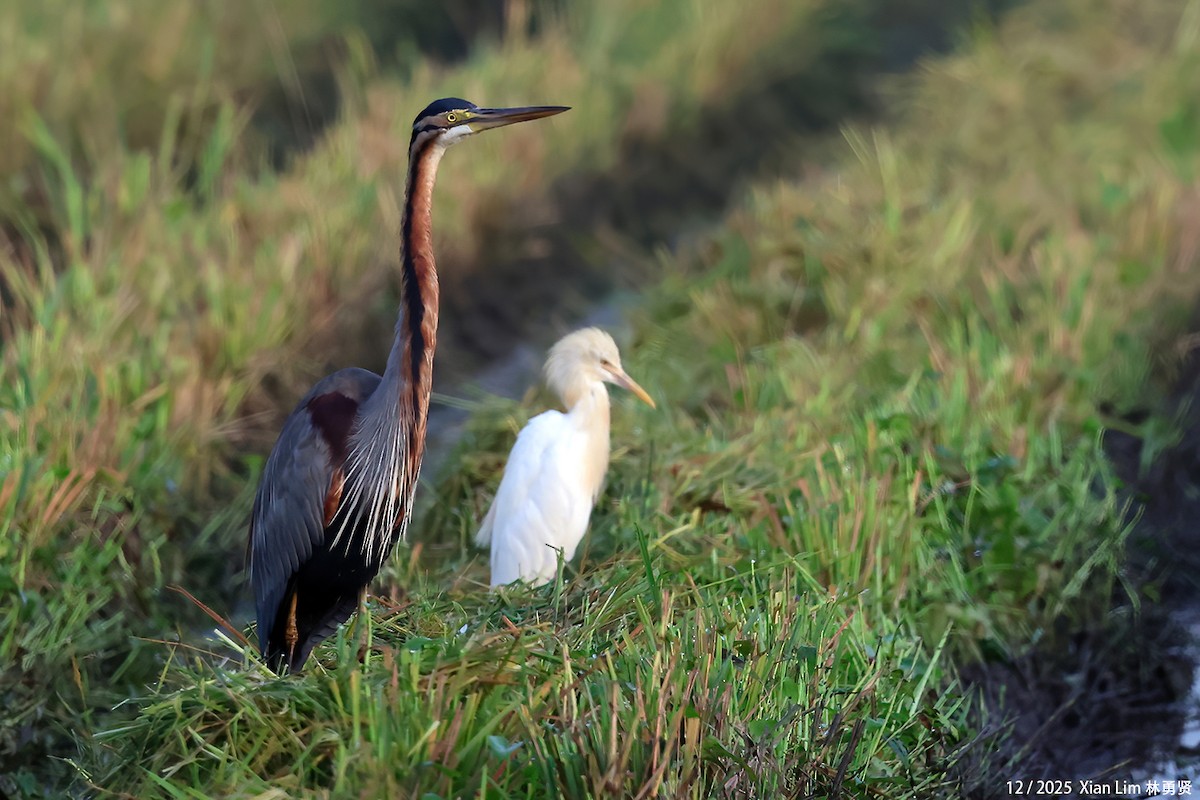 volavka červená - ML646839420