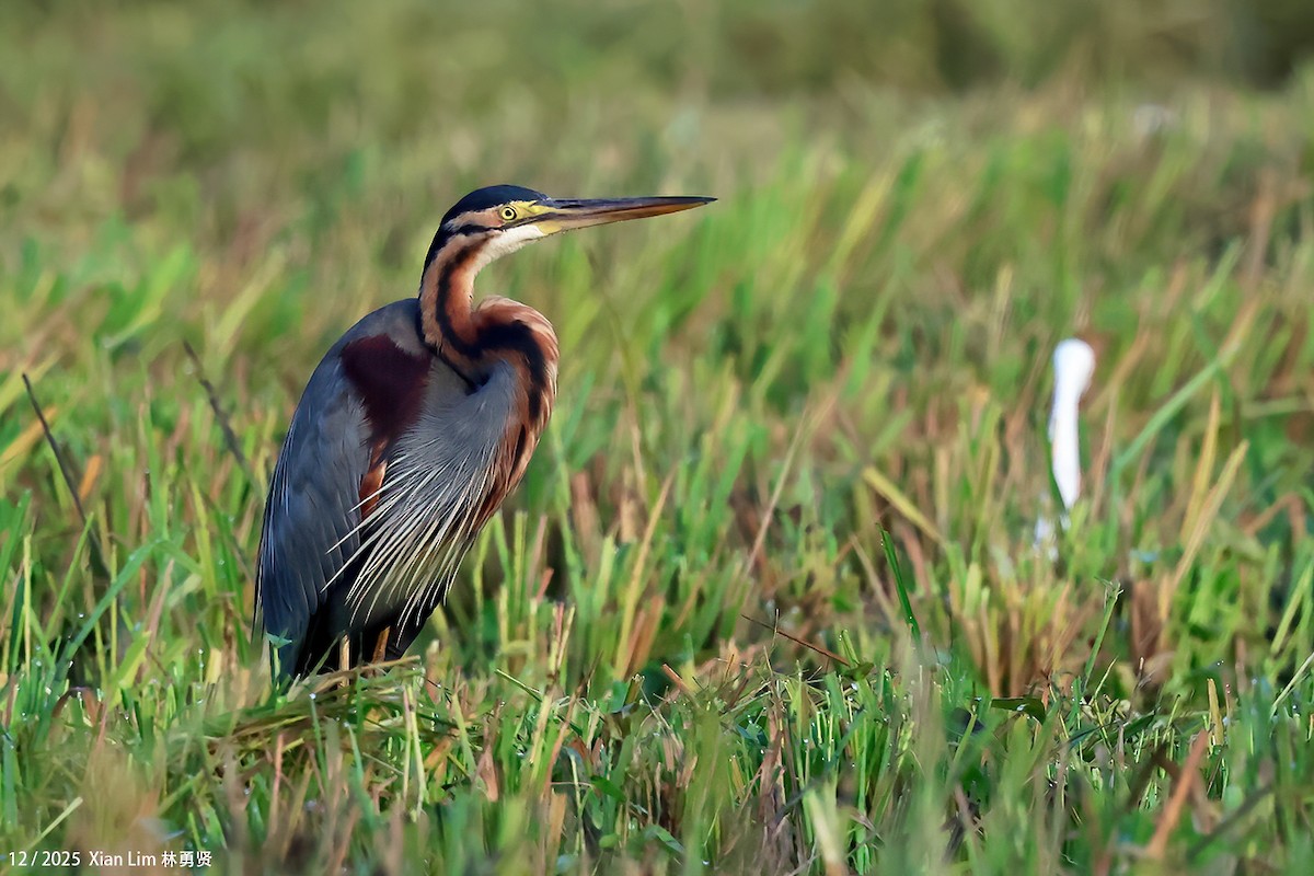 volavka červená - ML646839422