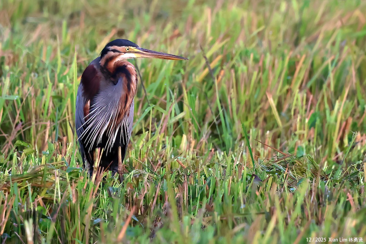 volavka červená - ML646839423