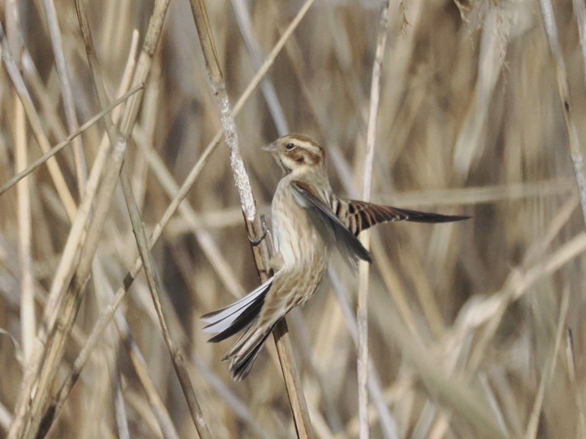 Reed Bunting - ML646839424