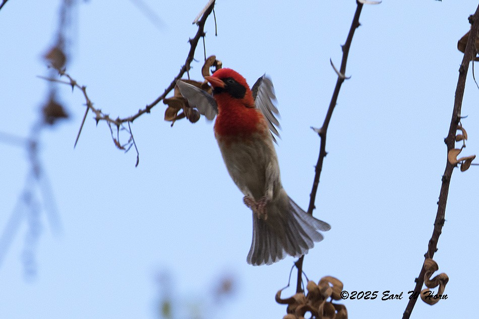 Red-headed Weaver - ML646839425