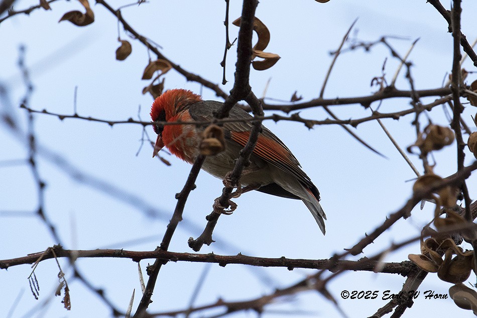 Red-headed Weaver - ML646839426