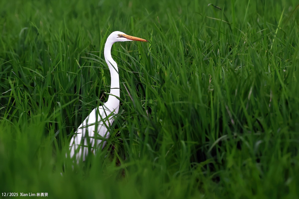 volavka bílá - ML646839439