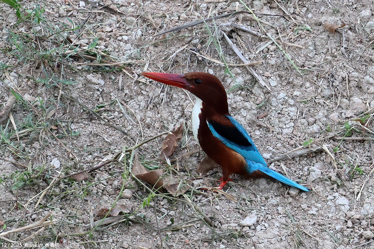 ledňáček hnědohlavý - ML646839442