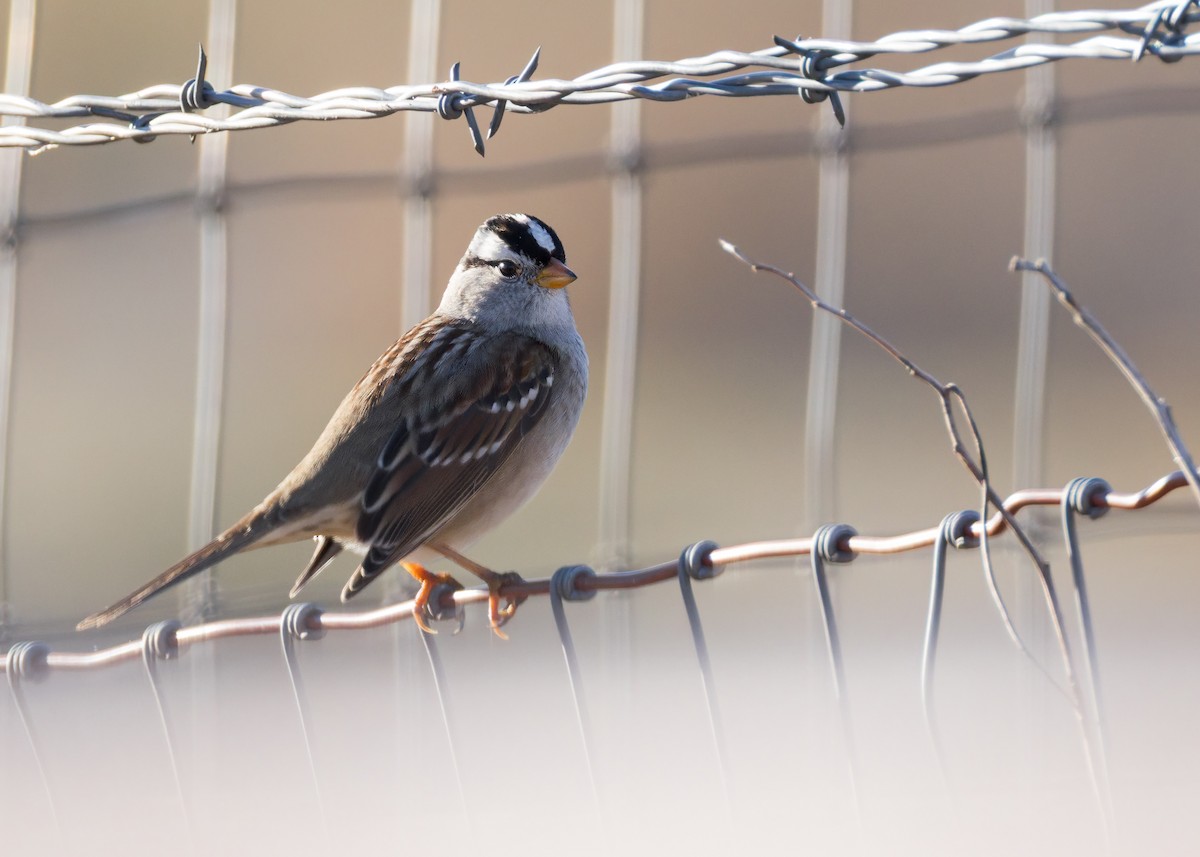 Dachsammer - ML646839444