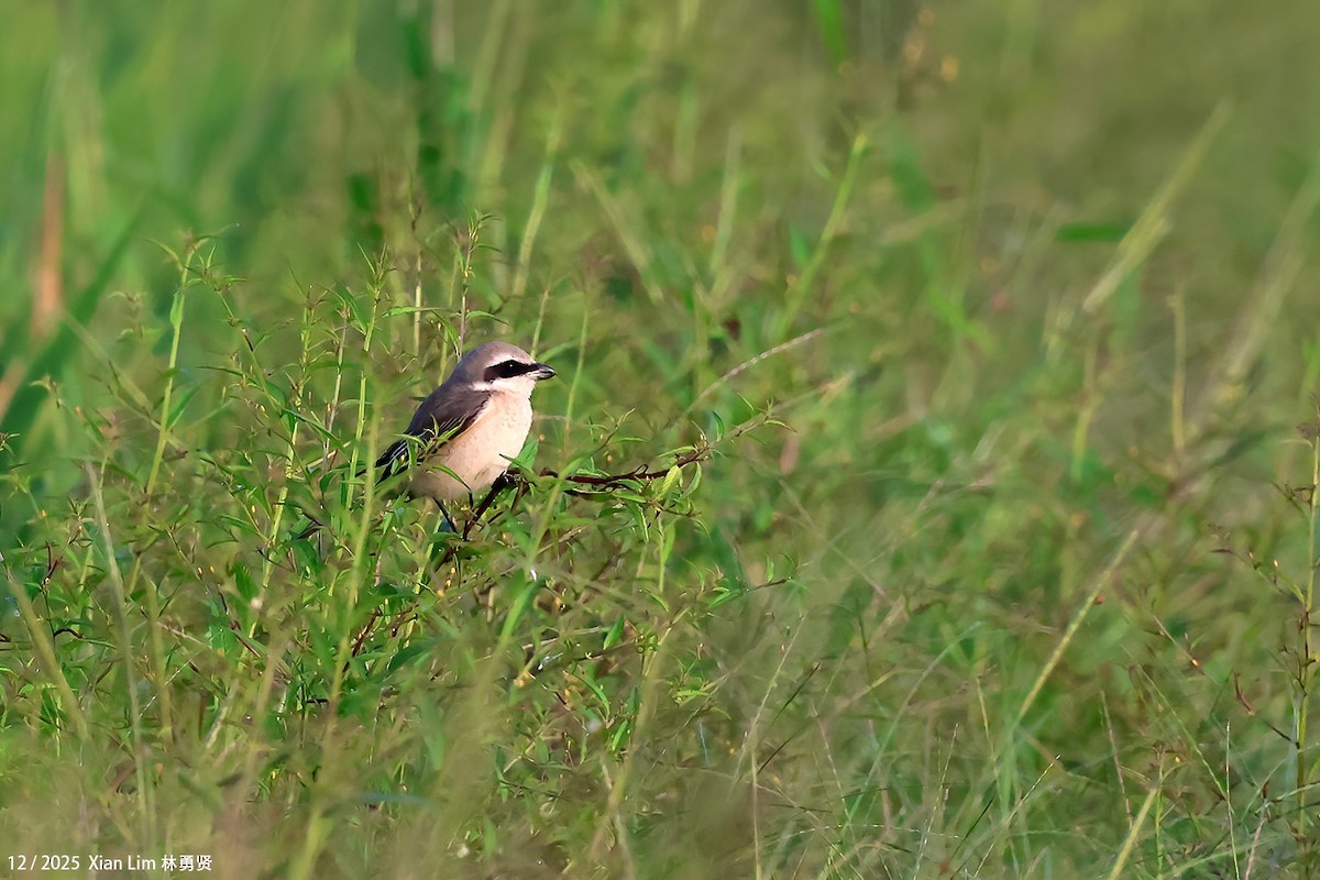 ťuhýk hnědý - ML646839446