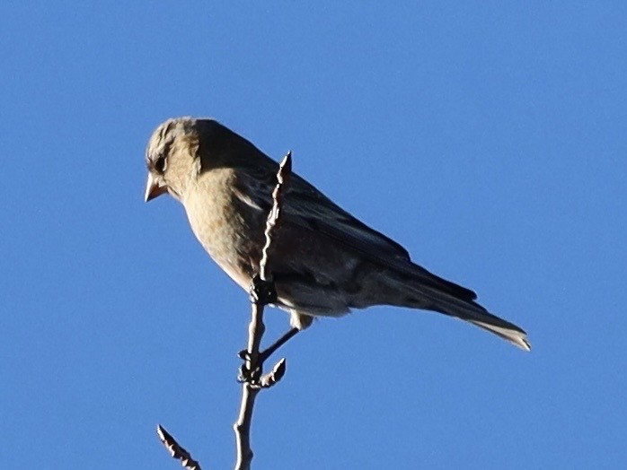 Brown-capped Rosy-Finch - ML646839448