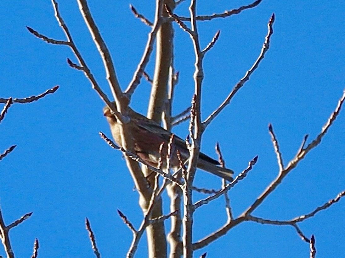 Brown-capped Rosy-Finch - ML646839449