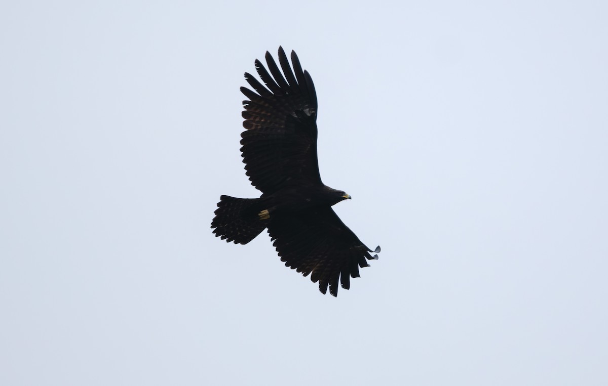 Black Eagle - ML646839451