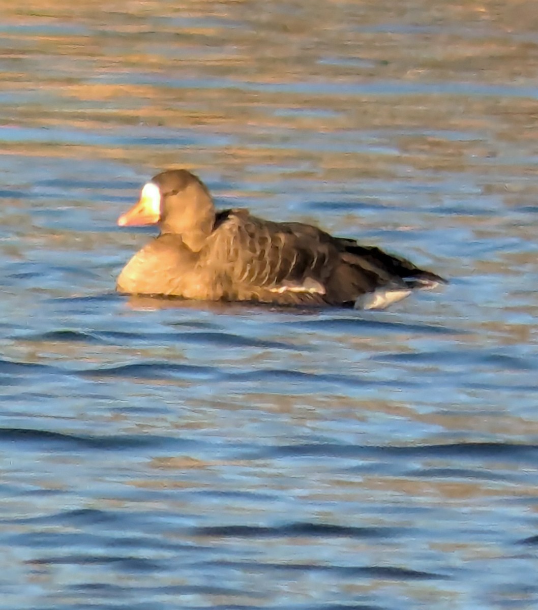 Greater White-fronted Goose - ML646839455