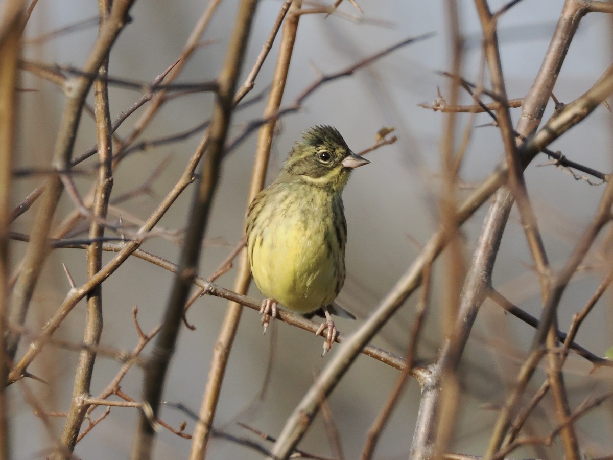Masked Bunting - ML646839457