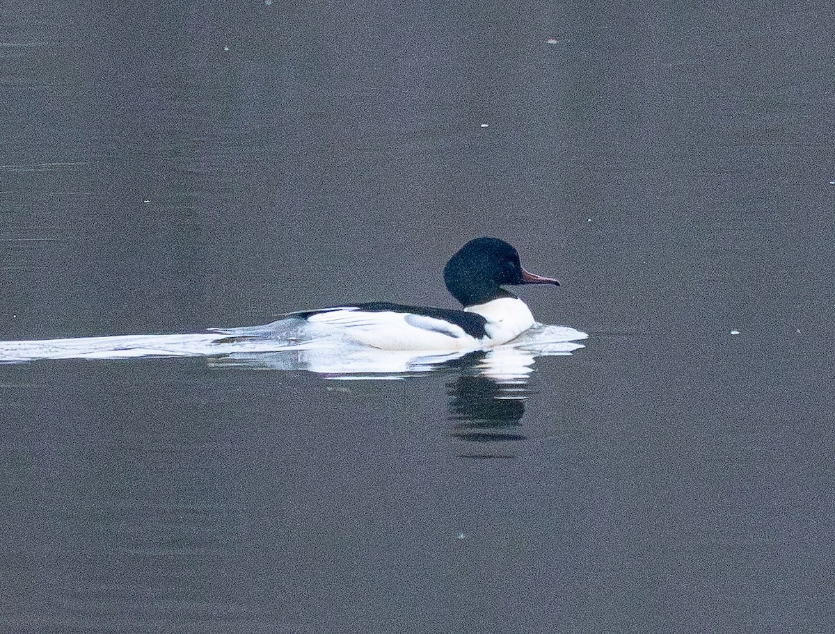 Smergo maggiore - ML646839459