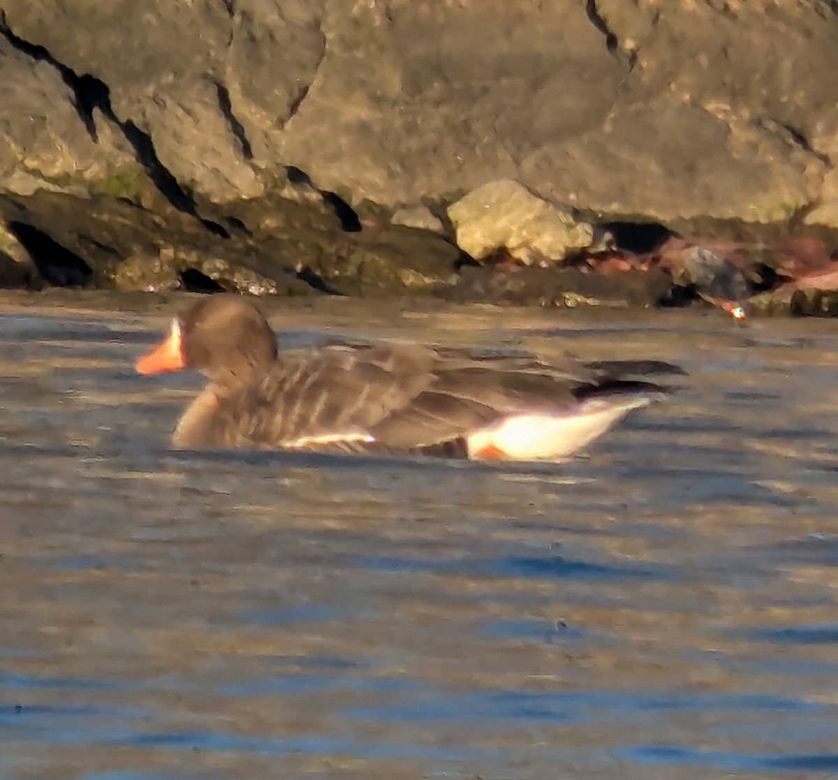 Greater White-fronted Goose - ML646839462