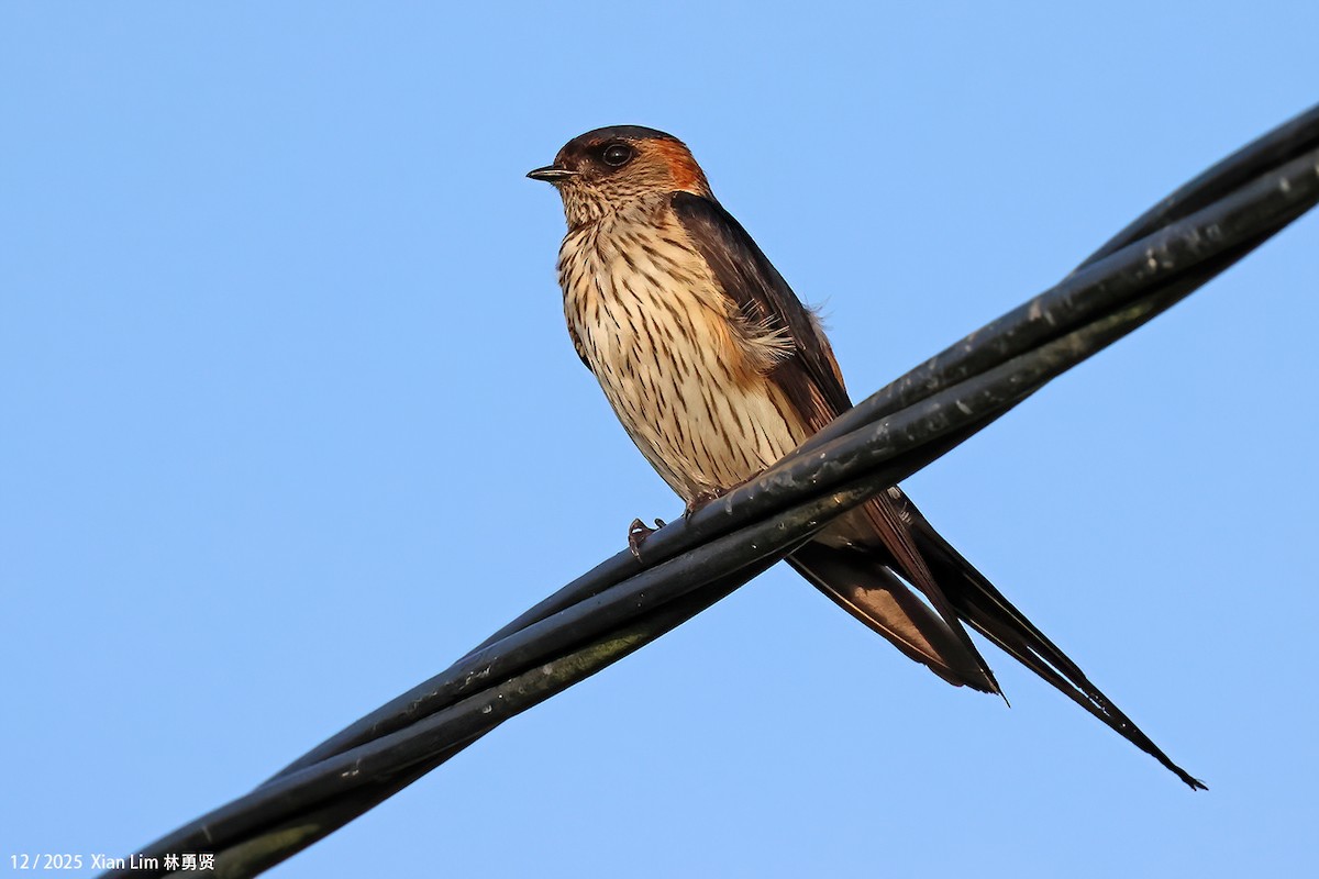 Ластівка рудопоперечна східна - ML646839464