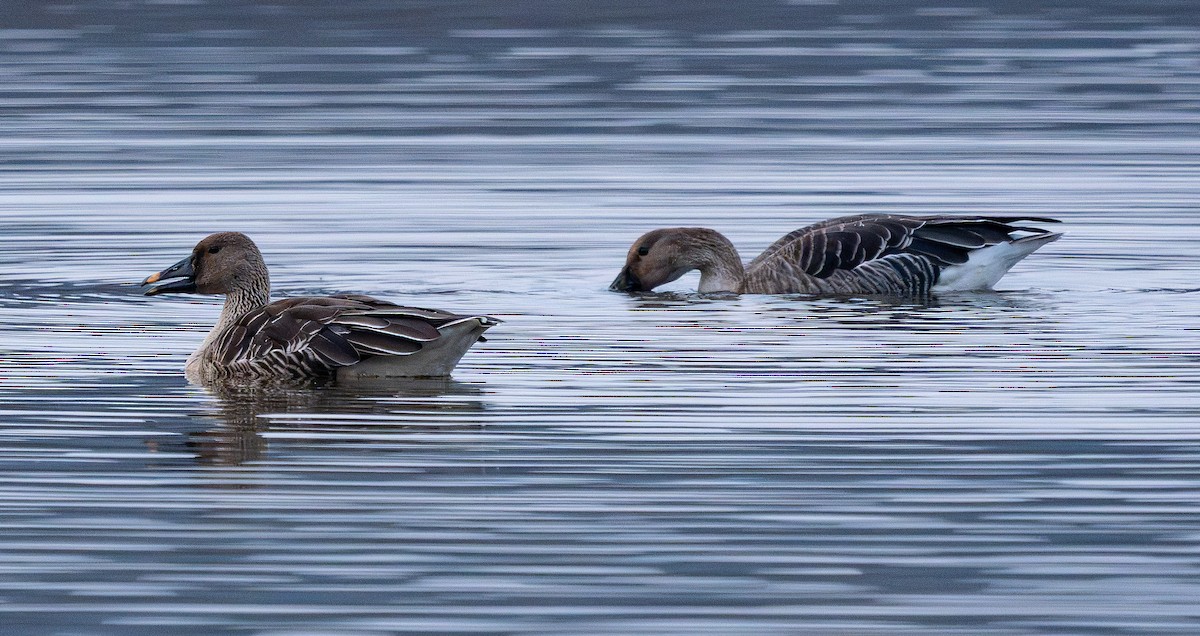 Oca granaiola della taiga - ML646839466
