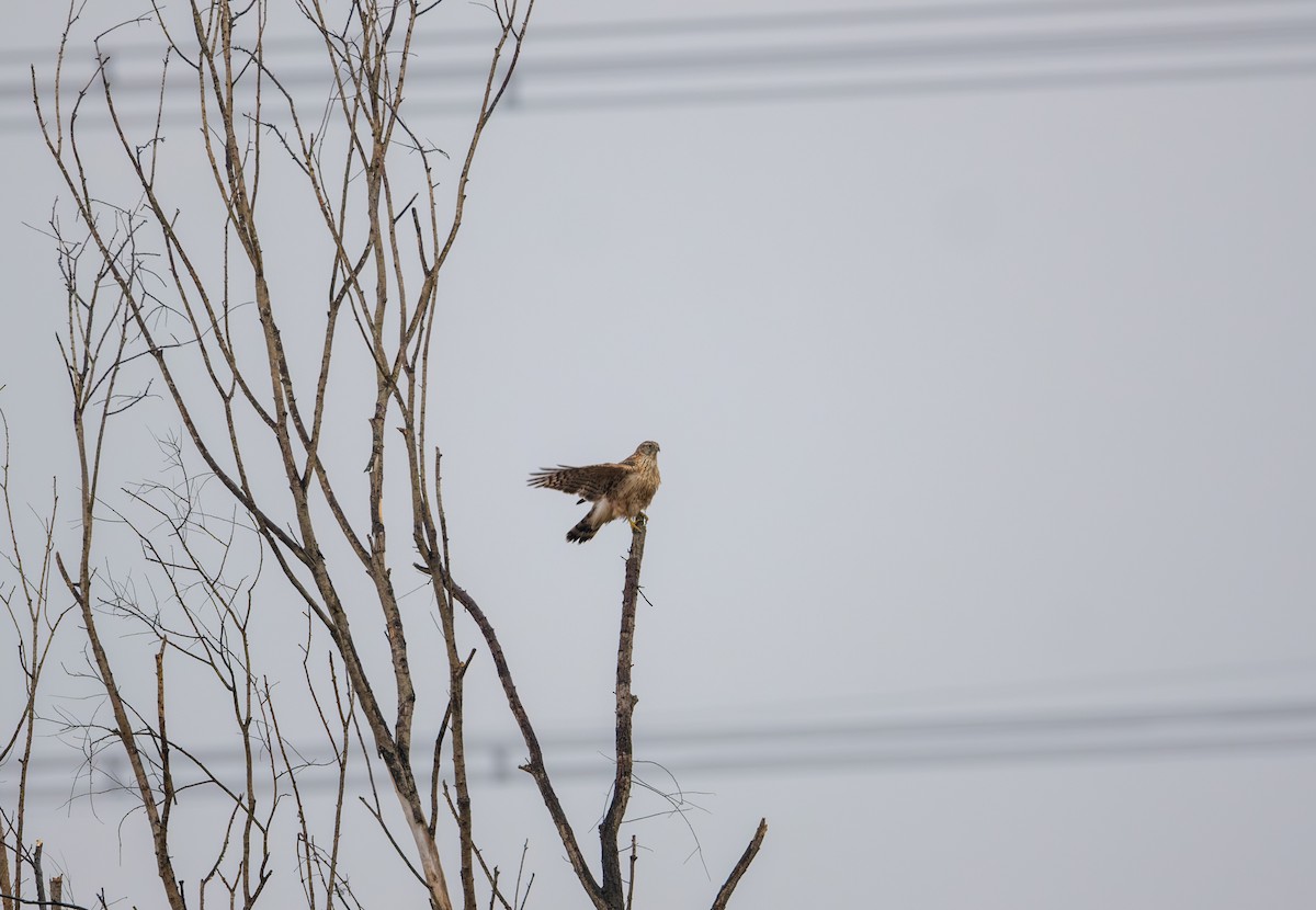 Тетеревятник - ML646839468