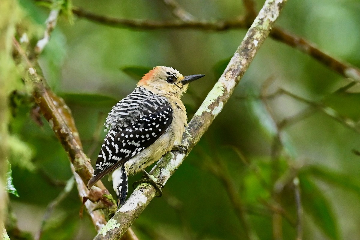 rødkronespett - ML646839469