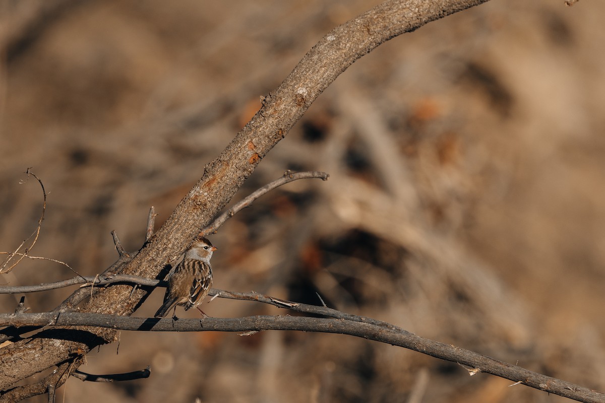 White-crowned Sparrow - ML646839470