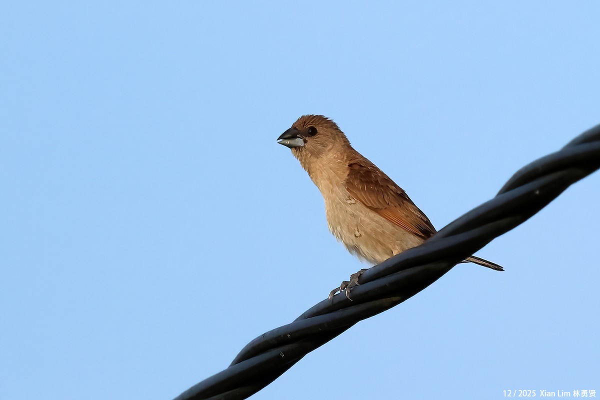 panenka muškátová - ML646839471