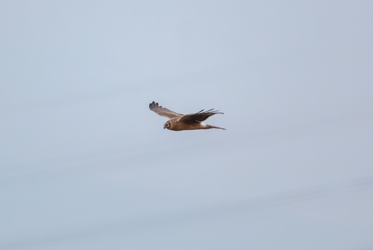 Hen Harrier - ML646839472