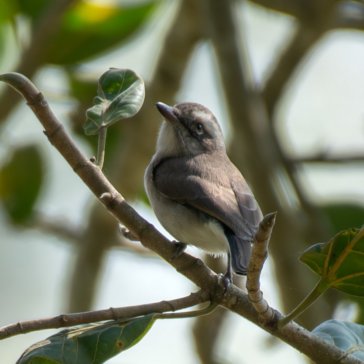 Ceniciento Chico - ML646839477