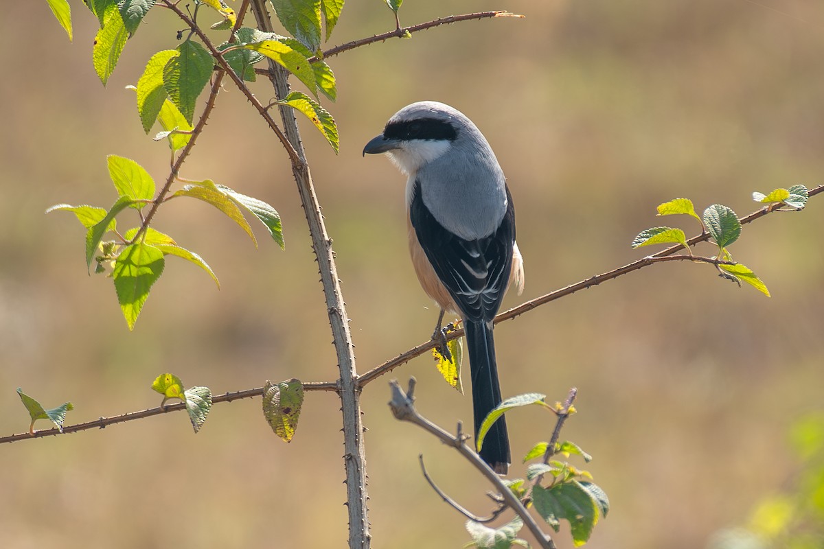 Alcaudón Schach - ML646839485