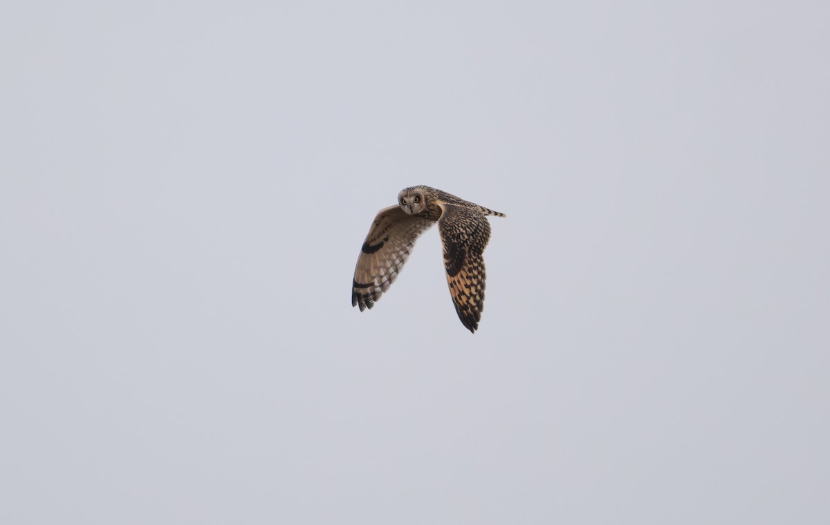 Short-eared Owl - ML646839487