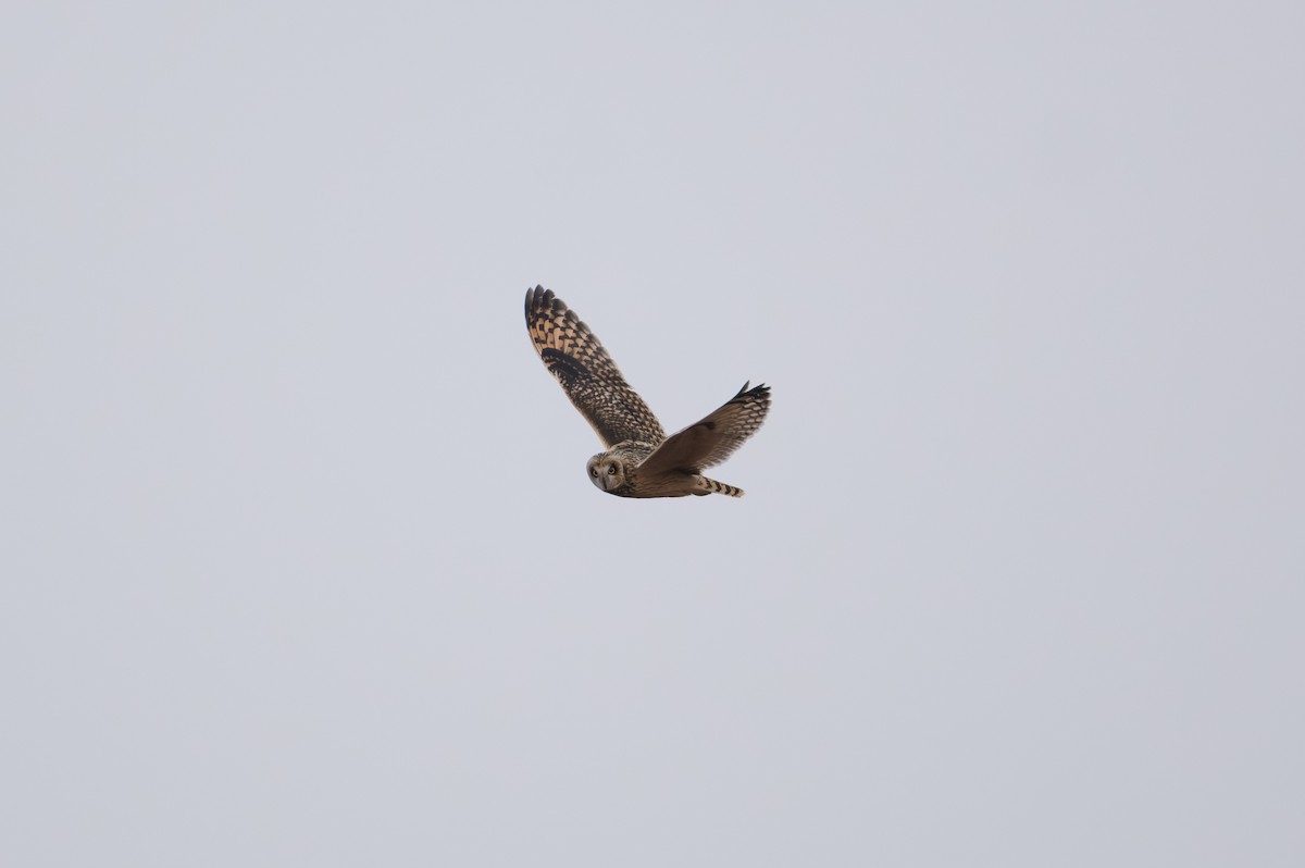 Short-eared Owl - ML646839488