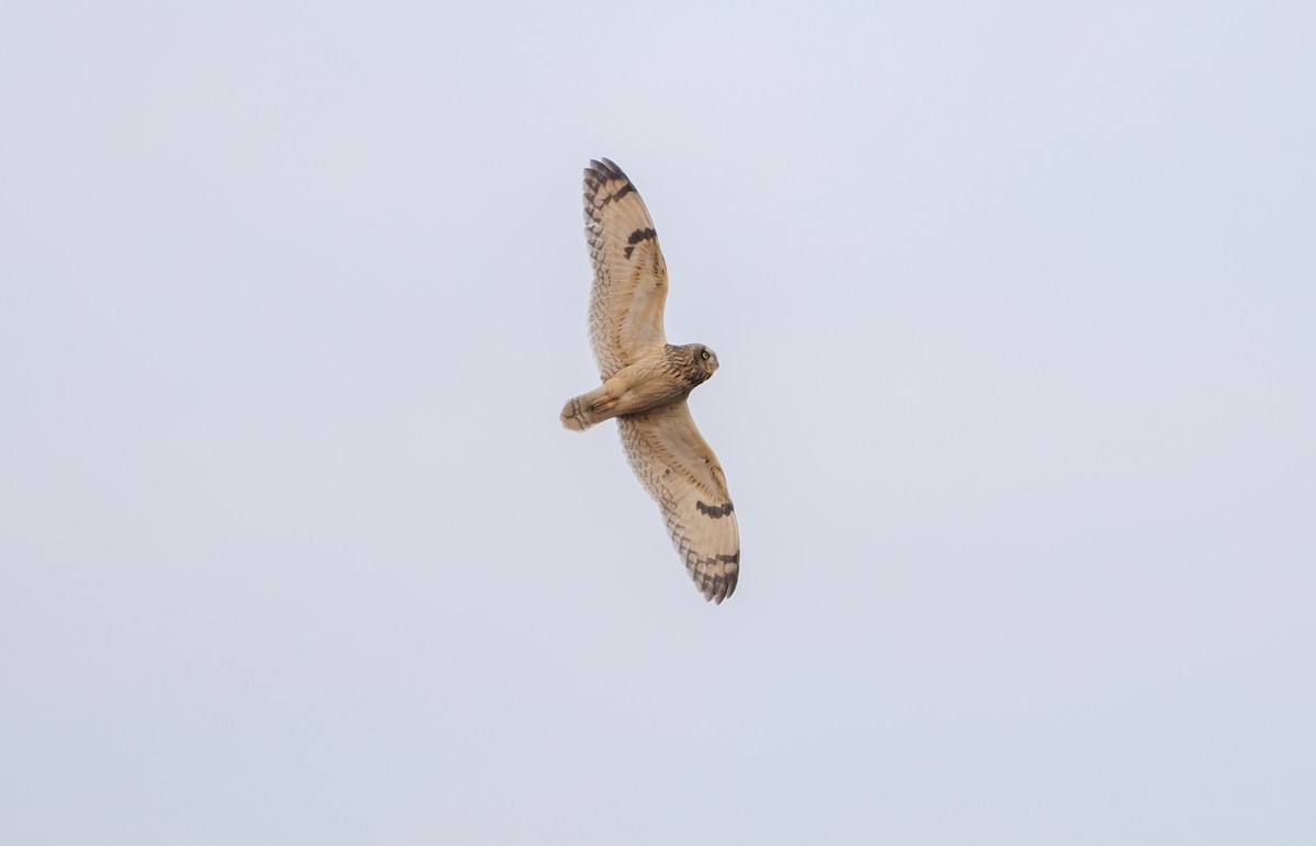 Short-eared Owl - ML646839490