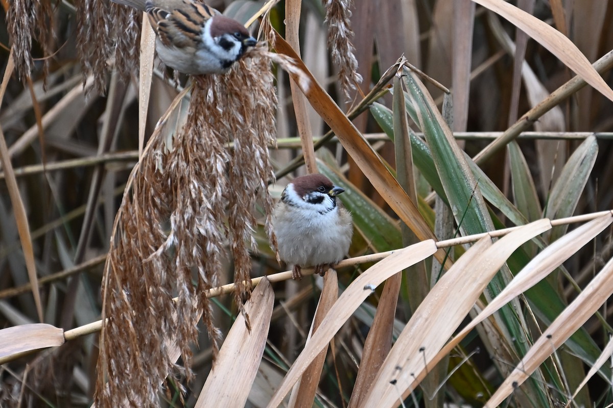 Ağaç Serçesi - ML646839491