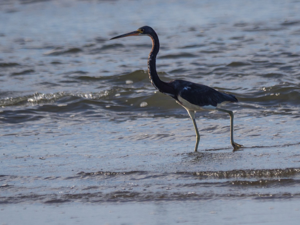 prakthegre - ML646839492