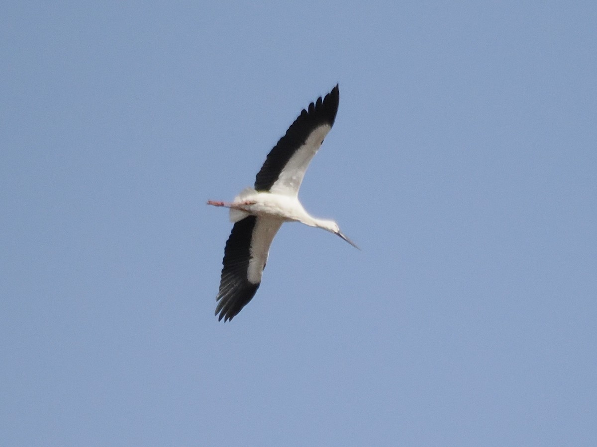 Oriental Stork - ML646839493