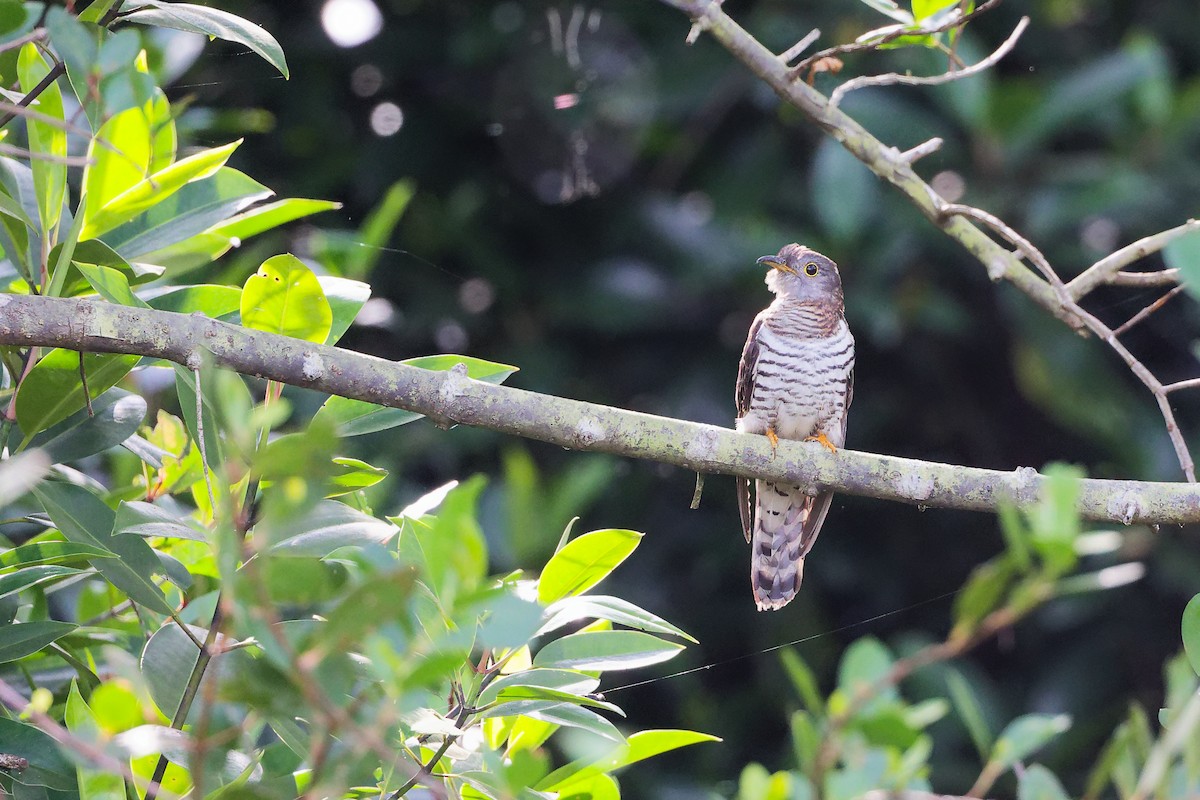 Cuco Alicorto - ML646839497