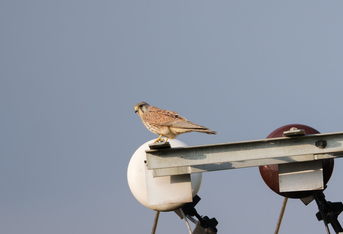 Eurasian Kestrel - ML646839498